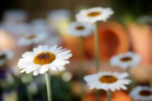 Jardins ouverts chez Berthe et Jean-Pierre