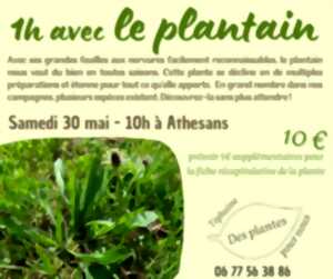 Atelier plantes médicinales