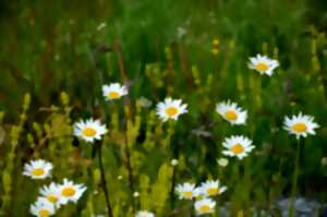 Stage cuisine sauvage - 50 plantes d'été