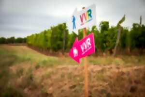Vignes, Vins, Randos (Saumur-Vienne)