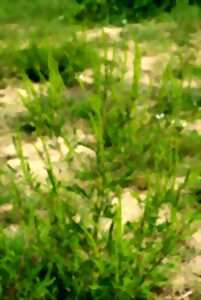 Arrachons l'Ambroisie sur l'ENS de la Petite Loire