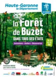 LA FORET DE BUZET DANS TOUS SES ETATS