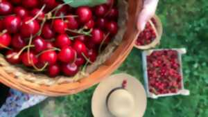 Fête de la cerise
