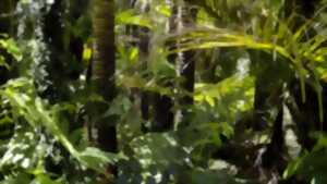 Nuits des Forêts : 