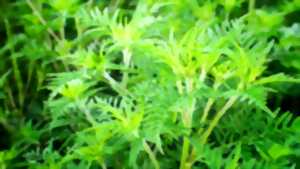 RÉUNION : LES AMBROISIES - PLANTES EXOTIQUES ENVAHISSANTES
