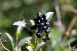 Dunes de Stella-Merlimont – Les fruits de la dune