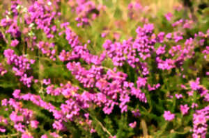 Réserve Naturelle Régionale du Plateau des Landes - Chantier nature
