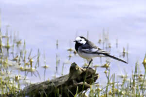 Réserve Naturelle Régionale du Marais de Condette – Oiseaux d’ici et d’ailleurs