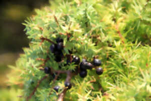 Réserve naturelle régionale du plateau des Landes - les fruits d'automne
