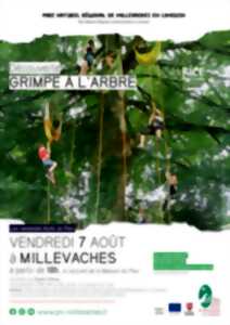 Grimpe d'arbre