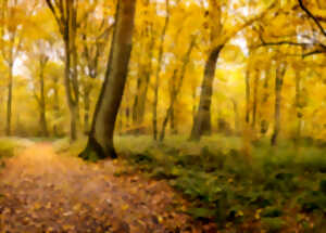 Bois de Roquelaure - 1,2,3, je m'en vais au bois...