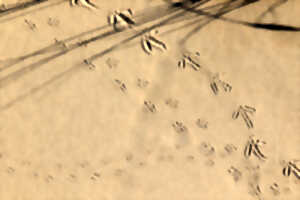 photo Dunes du Mont Saint-Frieux - Sortie traces et indices