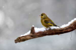 Marais d'Athies - Aidons les oiseaux face à l'hiver