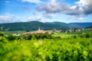 photo Balades vigneronnes au domaine Dolder