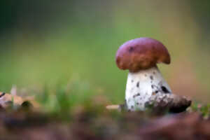 Marais de Guînes - Les champignons