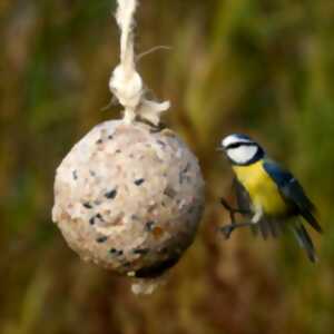 photo Terrils du Marais de Fouquières - Petits gestes, grands secours pour les oiseaux