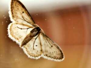 Visite nature - À la rencontre des papillons