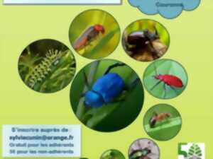 Sortie nature à la découverte des insectes de la forêt - Forêt de Haye