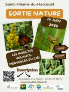 Sortie nature : Les insectes volants, merveilles du ciel