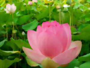 photo Retraite Yoga & pleine conscience