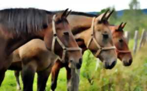 photo Fête du cheval et vide-grenier
