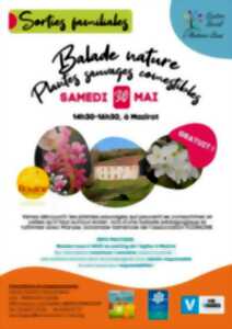 Balade nature plantes sauvages et comestibles