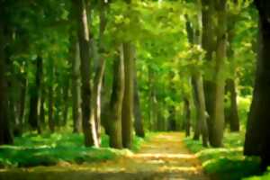 photo Un p'tit tour au bois