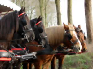 photo Balade en attelage 