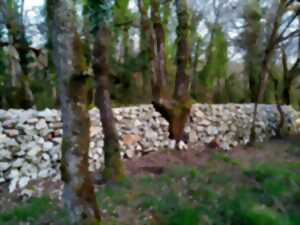Chantier muret en pierres sèches