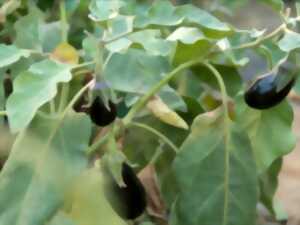 photo Les Saveurs de Kienheim : une déclinaison de fruits et légumes de saison