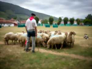 photo Foire gastronomique et artisanale et concours de chiens de berger