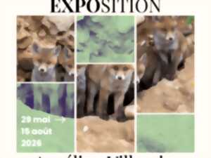 photo Exposition de photographie : Aurélien Villemin - Vosges, Terre du sauvage