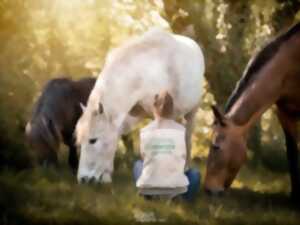 photo Vacances d'été au Cheval Emeraude