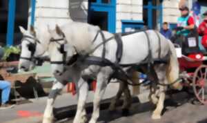 Exposition sur le Cheval Boulonnais
