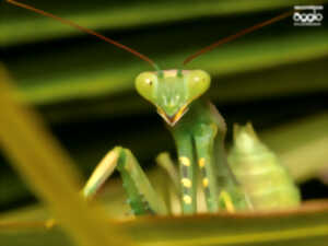 photo Atelier - Les insectes et leurs super-pouvoirs