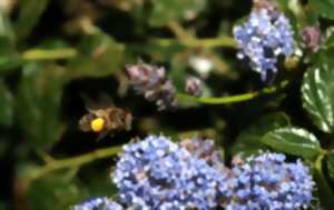 photo Découverte des abeilles