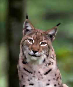 photo Journée internationale du lynx