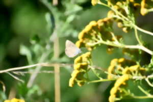 photo Rendez-vous au jardin - Le Jardin des Folles Envies