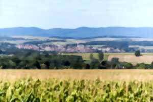 photo Balade à l'éveil de la nature