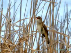photo ANIMATION LPO - BIODIVERSITÉ MÉDITERRANÉENNE ET MIGRATION AU ROC DE CONILHAC