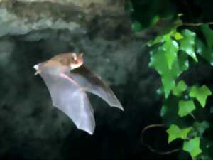 photo NUIT INTERNATIONALE DE LA CHAUVE SOURIS