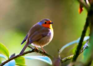 photo Sortie : Les oiseaux du Ballon d'Alsace