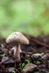 photo Sortie nature cueillons des champis!