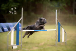 photo Concours agility dog