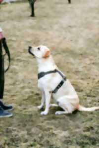 photo Le brio des savoirs - Exposition et démonstration canine