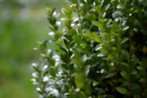 photo Rendez-vous au jardin : la Chartreuse de Conty