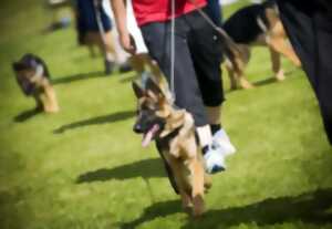 photo Cani rando