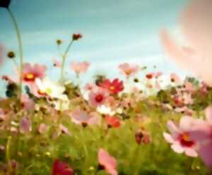 photo VISITE ACCOMPAGNÉE : SECRETS DES FLEURS ET DES PLANTES