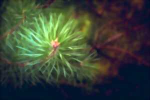 photo Balade en histoire : la nature landaise