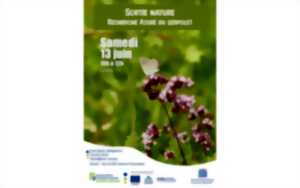 photo Sortie nature: recherche azurée du Serpolet